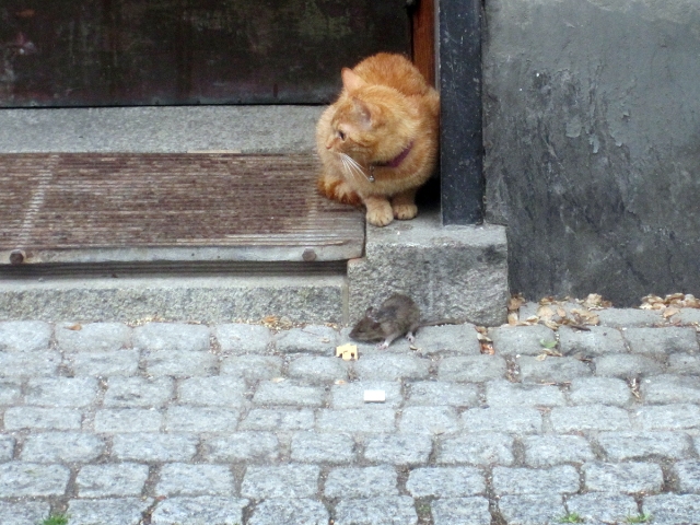 katt och råtta på bergsundsgatan